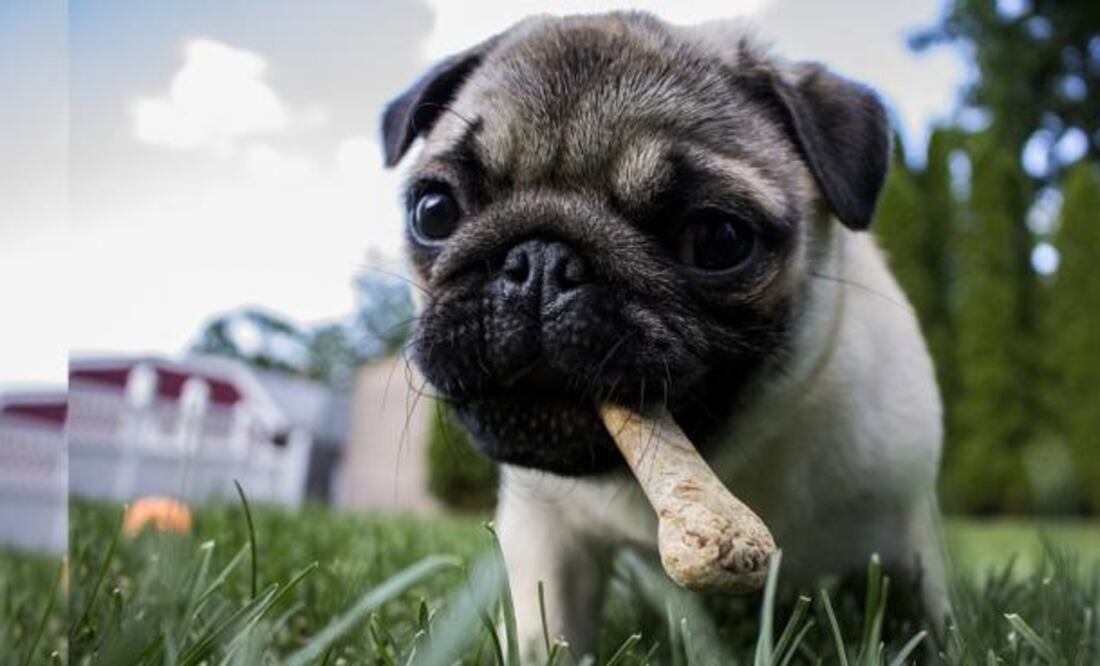 La ceniza del volcán puede ocasionar enfermedades respiratorias en tu mascota. Foto:Pixabay