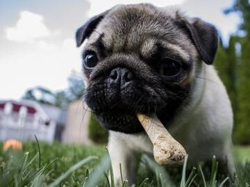 Volcán Popocatépetl. ¿Cómo proteger a tu mascota ante la caída de ceniza?