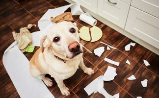 ¿Tu perro es latoso y desobediente? Podría estar en su fase de adolescencia