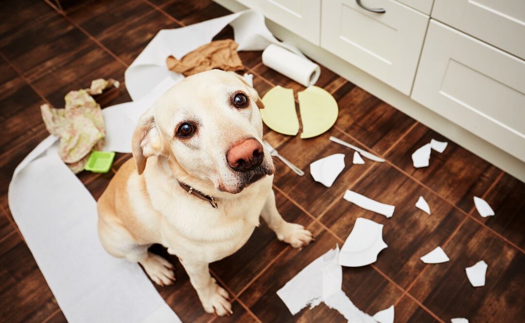 ¿Tu perro es latoso y desobediente? Podría estar en su fase de adolescencia. Foto: iSTOCK-Chalabala
