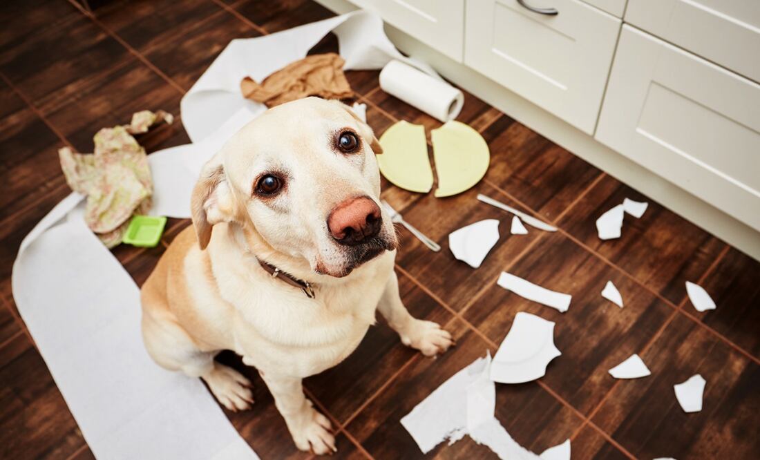 ¿Tu perro es latoso y desobediente? Podría estar en su fase de adolescencia. Foto: iSTOCK-Chalabala