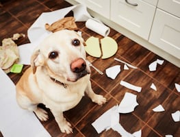 ¿Tu perro es latoso y desobediente? Podría estar en su fase de adolescencia