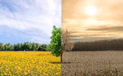 Calentamiento global afecta el proceso de fotosíntesis de los árboles, alerta estudio