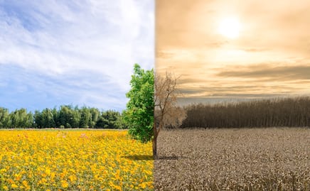 Calentamiento global afecta el proceso de fotosíntesis de los árboles, alerta estudio