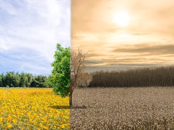 Calentamiento global afecta el proceso de fotosíntesis de los árboles, alerta estudio