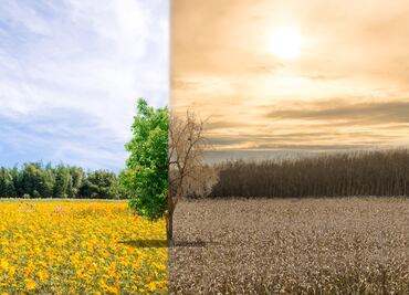 Calentamiento global afecta el proceso de fotosíntesis de los árboles, alerta estudio