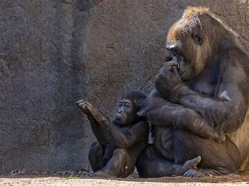 Zoológico de Seattle comparte tierna imagen de su bebé gorila