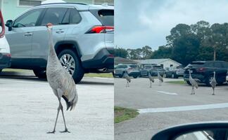 Huracán Milton. Aves en Florida aterran a los habitantes y aseguran que predicen “algo catastrófico”. VIDEO
