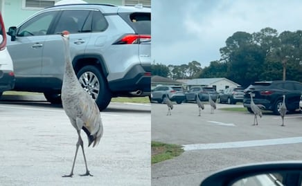 Huracán Milton. Aves en Florida aterran a los habitantes y aseguran que predicen “algo catastrófico”. VIDEO