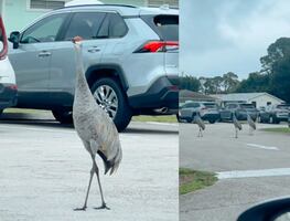 Huracán Milton. Aves en Florida aterran a los habitantes y aseguran que predicen “algo catastrófico”. VIDEO