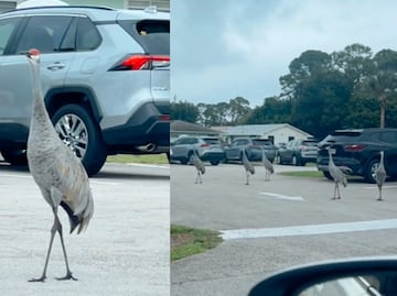 Huracán Milton. Aves en Florida aterran a los habitantes y aseguran que predicen “algo catastrófico”. VIDEO