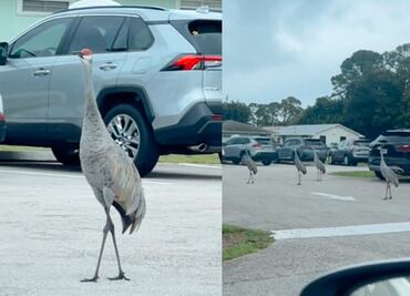 Huracán Milton. Aves en Florida aterran a los habitantes y aseguran que predicen “algo catastrófico”. VIDEO