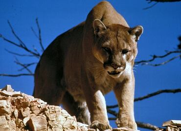 Puma ataca y hiere a niña en parque de California