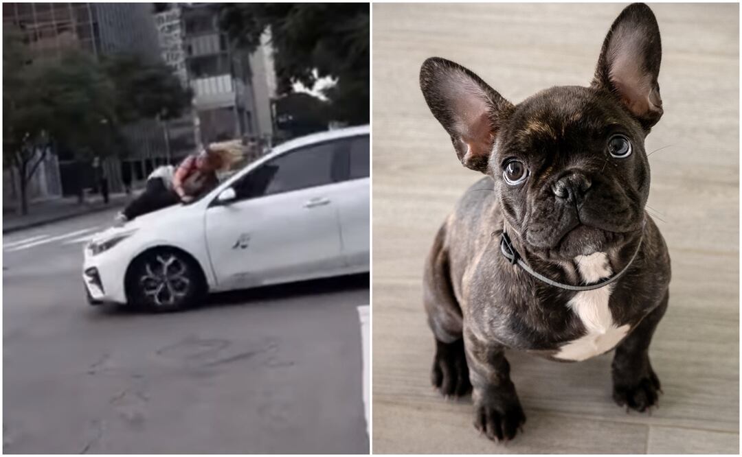 Video. Mujer se aferra a auto de ladrones que le robaron a su bulldog francés en Los Ángeles. Foto: Instagram/iSTOCK-albertobrian