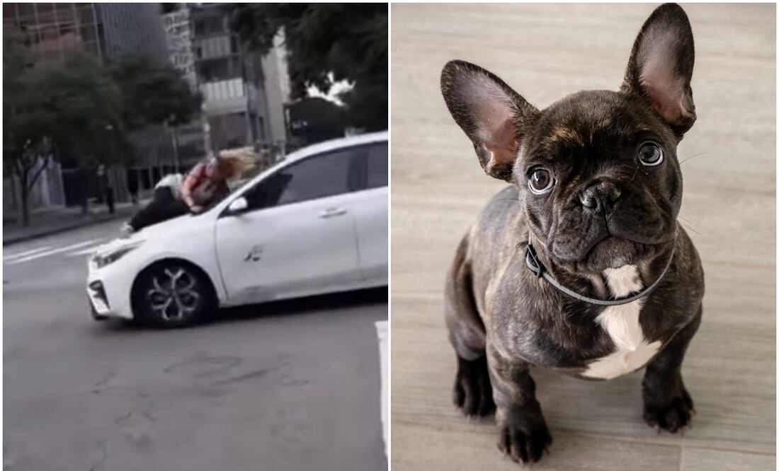 Video. Mujer se aferra a auto de ladrones que le robaron a su bulldog francés en Los Ángeles. Foto: Instagram/iSTOCK-albertobrian
