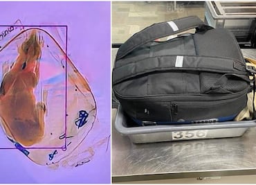 ¡Otra vez no! Encuentran perro en rayos X de aeropuerto de Wisconsin