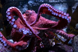 Ghost, el pulpo gigante del Pacífico, conmueve al Acuario de California con su inminente muerte