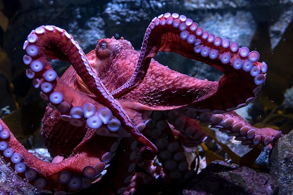 Ghost, el pulpo gigante del Pacífico, conmueve al Acuario de California con su inminente muerte.  EFE/Robin Riggs/Acuario del Pacífico