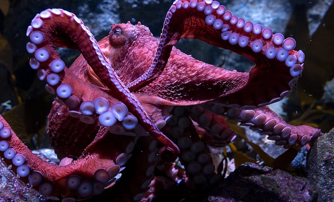 Ghost, el pulpo gigante del Pacífico, conmueve al Acuario de California con su inminente muerte. EFE/Robin Riggs/Acuario del Pacífico