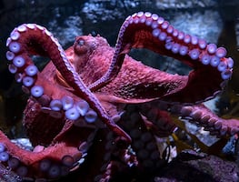 Ghost, el pulpo gigante del Pacífico, conmueve al Acuario de California con su inminente muerte