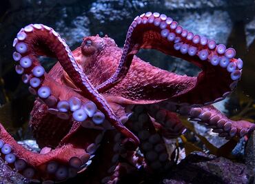 Ghost, el pulpo gigante del Pacífico, conmueve al Acuario de California con su inminente muerte