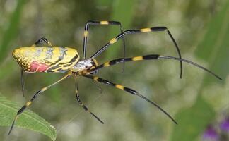Alertan por propagación de ‘araña paracaidista’ venenosa en costas de EU