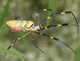 Alertan por propagación de ‘araña paracaidista’ venenosa en costas de EU