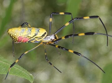 Alertan por propagación de ‘araña paracaidista’ venenosa en costas de EU