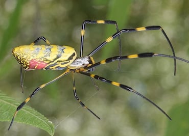 Alertan por propagación de ‘araña paracaidista’ venenosa en costas de EU