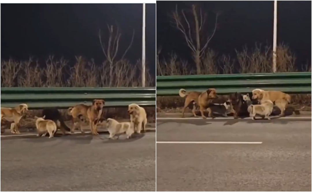 ¡Iban a convertirlos en carne! 7 perros escapan del horror, recorren 17 km guiados por un Corgi y conmueven al mundo. Foto: Captura de pantalla / X