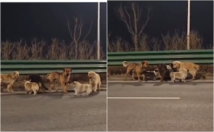 ¡Iban a convertirlos en carne! 7 perros escapan del horror, recorren 17 km guiados por un Corgi y conmueven al mundo