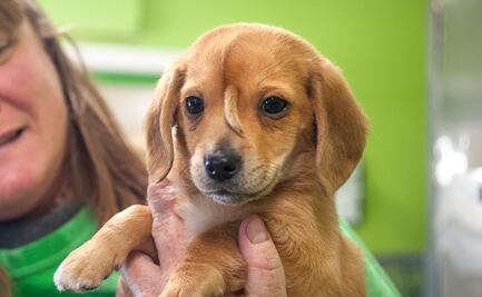 Fundadora de organización adopta a “perro unicornio” que se volvió viral