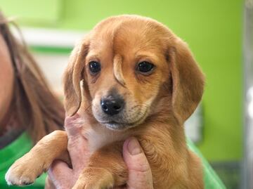 Fundadora de organización adopta a “perro unicornio” que se volvió viral