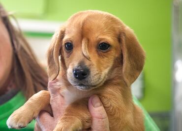 Fundadora de organización adopta a “perro unicornio” que se volvió viral