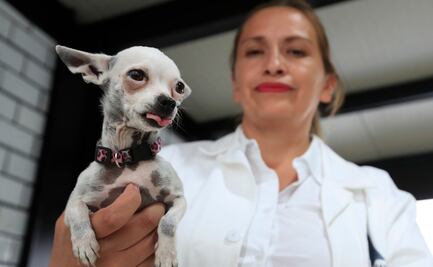 Inauguran en México el primer 'hotel' para perros y gatos abandonados