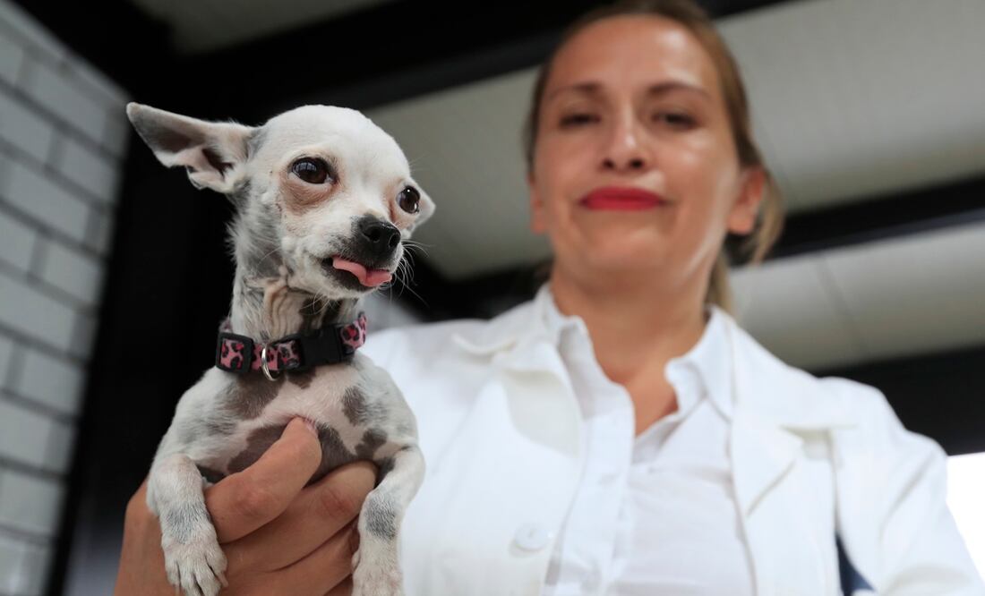 Hotel para perros abandonados. EFE/Mario Guzmán