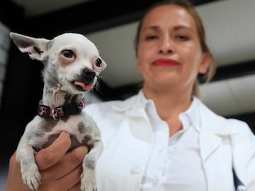 Inauguran en México el primer 'hotel' para perros y gatos abandonados