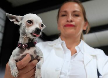 Inauguran en México el primer 'hotel' para perros y gatos abandonados