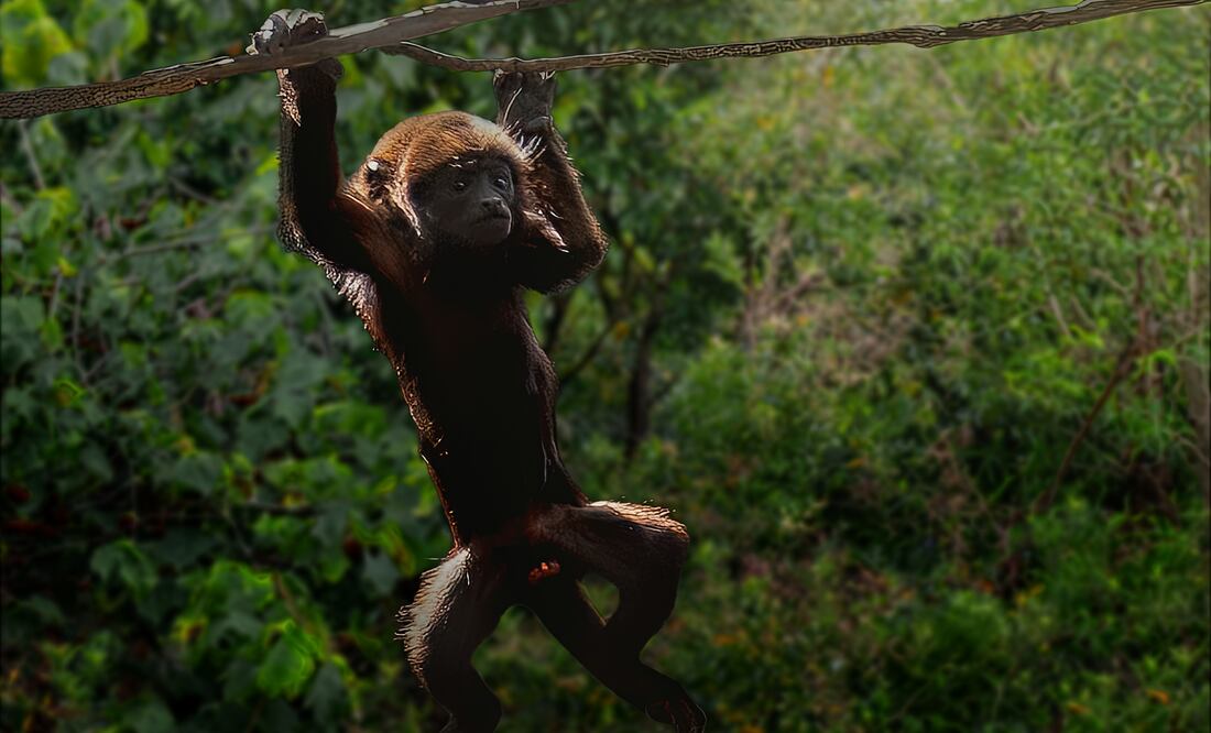 Investigan la muerte de decenas de monos aulladores en Chiapas y Tabasco, México. Foto iStock / diegograndi