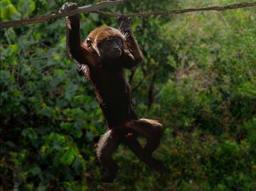 Investigan muerte de decenas de monos aulladores en Chiapas y Tabasco, que registran hasta 45°C