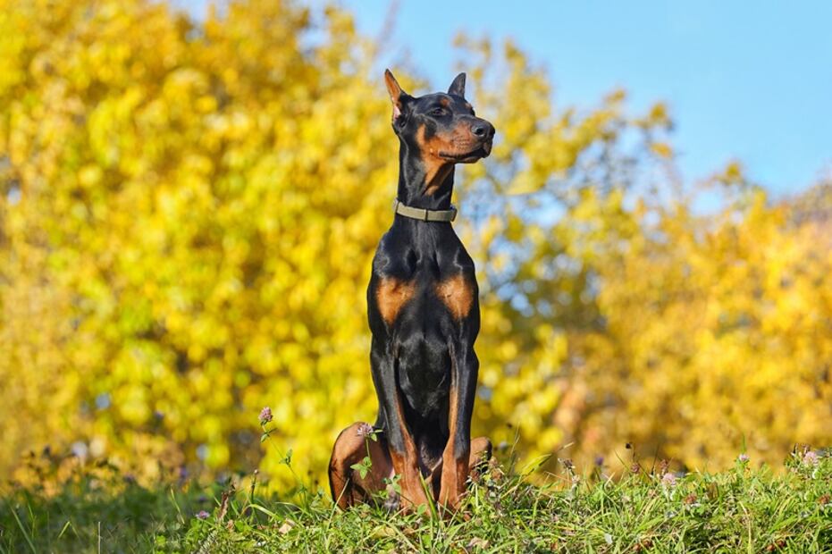 Doberman. Foto: iSTOCK-Vadzim Sheleh