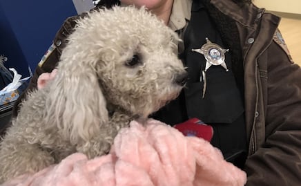 Perro sufre graves lesiones al ser lanzado de auto en movimiento en Chicago