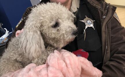 Perro sufre graves lesiones al ser lanzado de auto en movimiento en Chicago