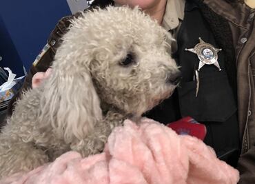 Perro sufre graves lesiones al ser lanzado de auto en movimiento en Chicago