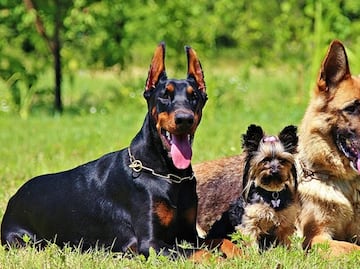 Estas son las razas de perros más inteligentes del mundo