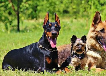 Estas son las razas de perros más inteligentes del mundo