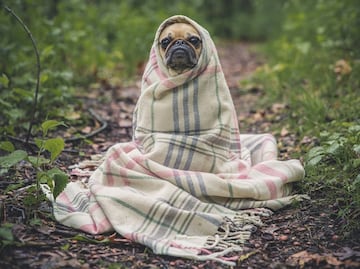 Señales de que tu perro tiene ansiedad y cómo tratarlo