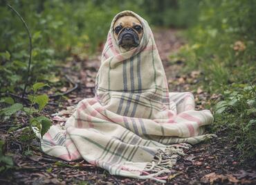 Señales de que tu perro tiene ansiedad y cómo tratarlo