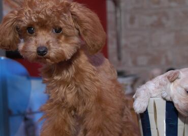 Mueren 100 animales por incendio en tienda de mascotas