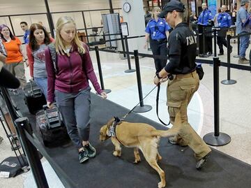 Buscan perros más tiernos para cuidar aeropuertos de EU